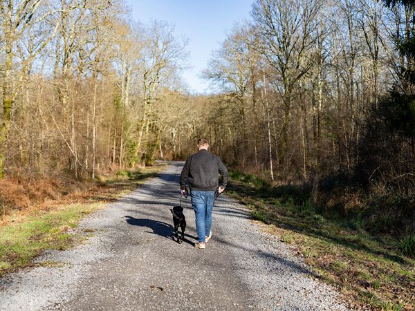 Person walking a dog along a woodland path near The Hedgerows.