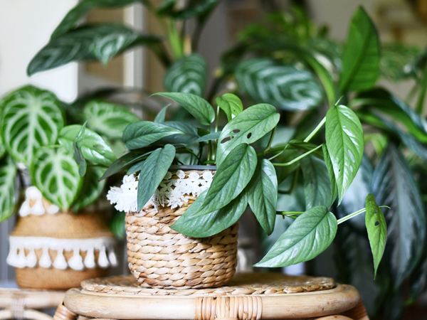 A close up shot of green houseplants in wicker pots.