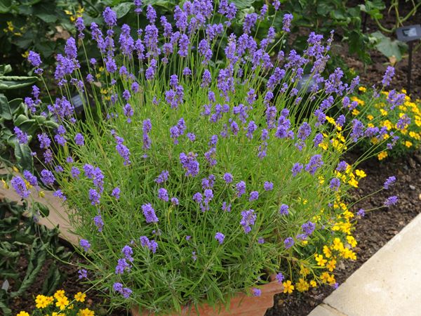 A close up photograph of a flowering lavender plant in a pot, with small yellow flowers behind it. 