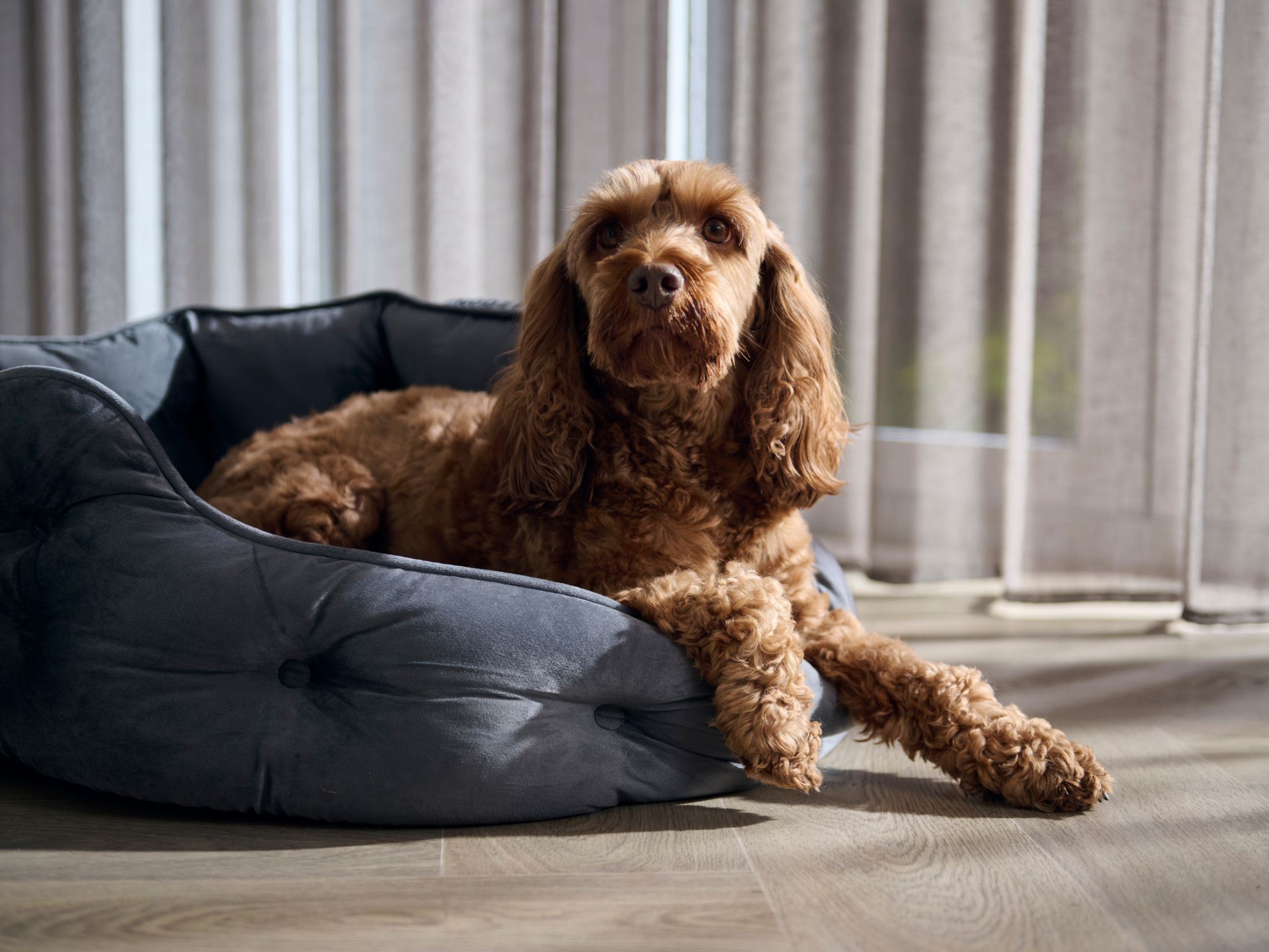 A cocker spaniel sat in its bed with sunlight streaming through the window. 